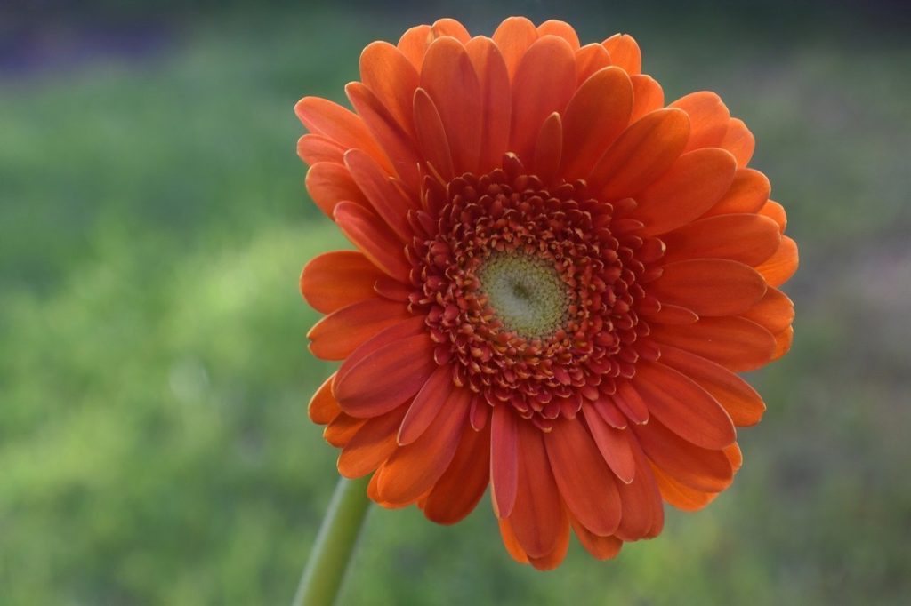 flower, daisy, gerbera-8155925.jpg