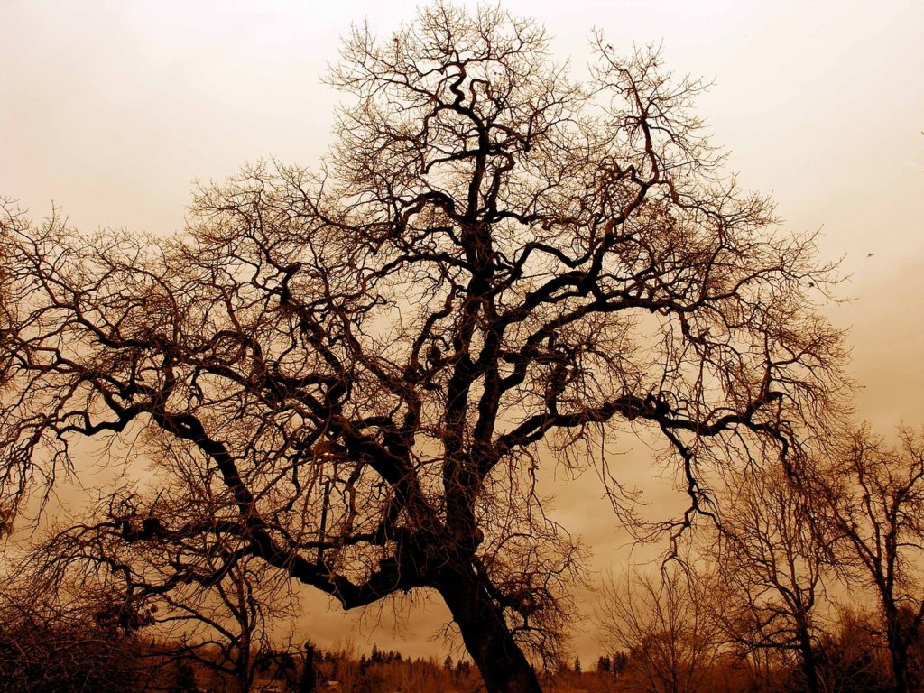 old gnarled oak, nature wallpaper, fog-1166907.jpg