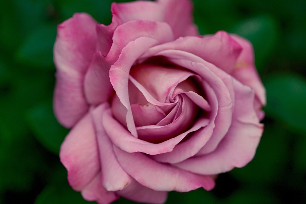 rose, pink, petals-782513.jpg